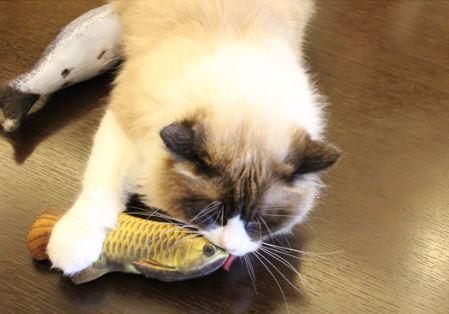 Jouet Poisson Réaliste Pour Chat